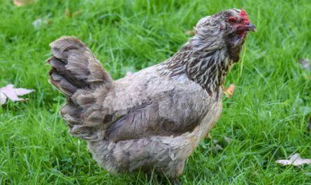 Iowa Blaues Huhn: Eigenschaften, Temperament und Informationen zur vollständigen Rasse