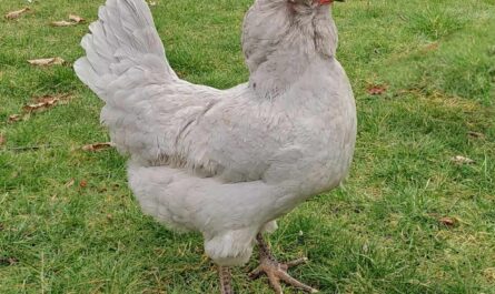 Kalifornisches graues Huhn: Eigenschaften, Temperament und Informationen zur vollständigen Rasse