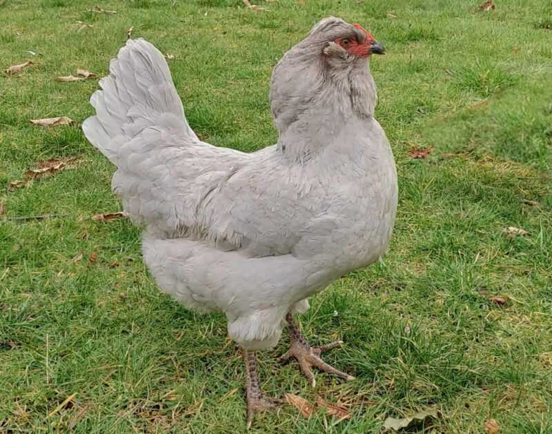 Kalifornisches graues Huhn: Eigenschaften, Temperament und Informationen zur vollständigen Rasse