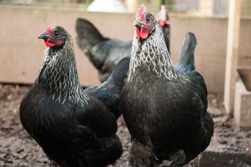 Norfolk Graue Hühnerzucht: Geschäftsstartplan für Anfänger