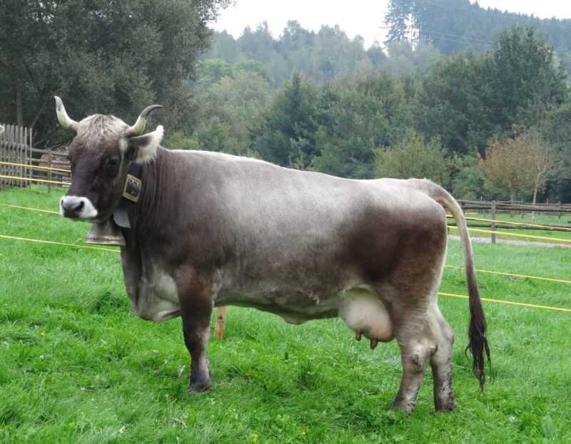 Rathi-Rinder: Eigenschaften, Herkunft, Verwendungen und vollständige Rasseinformationen