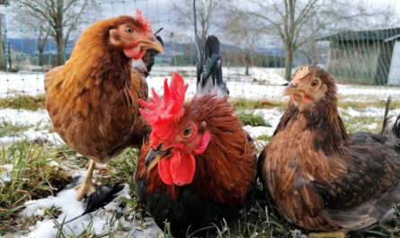 Sizilianisches Buttercup-Huhn: Eigenschaften, Temperament und Informationen zur vollständigen Rasse