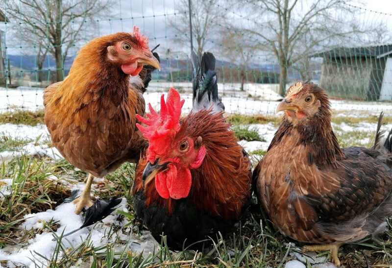 Sizilianisches Buttercup-Huhn: Eigenschaften, Temperament und Informationen zur vollständigen Rasse