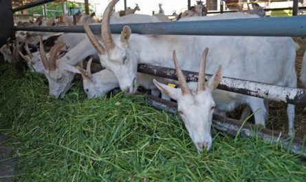 Ziegenfutter: Was Sie Ihren Ziegen für eine bessere Fleisch- und Milchproduktion füttern sollten