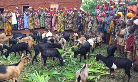 Ziegenzucht in Nigeria: Business Guide für Anfänger