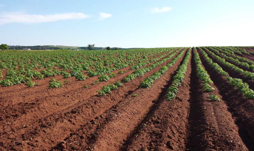 Παράδειγμα επιχειρηματικού σχεδίου για την καλλιέργεια της φυτείας Moringa