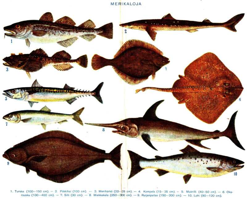 Ταξινόμηση ψαριών: Επιστημονική ταξινόμηση ψαριών