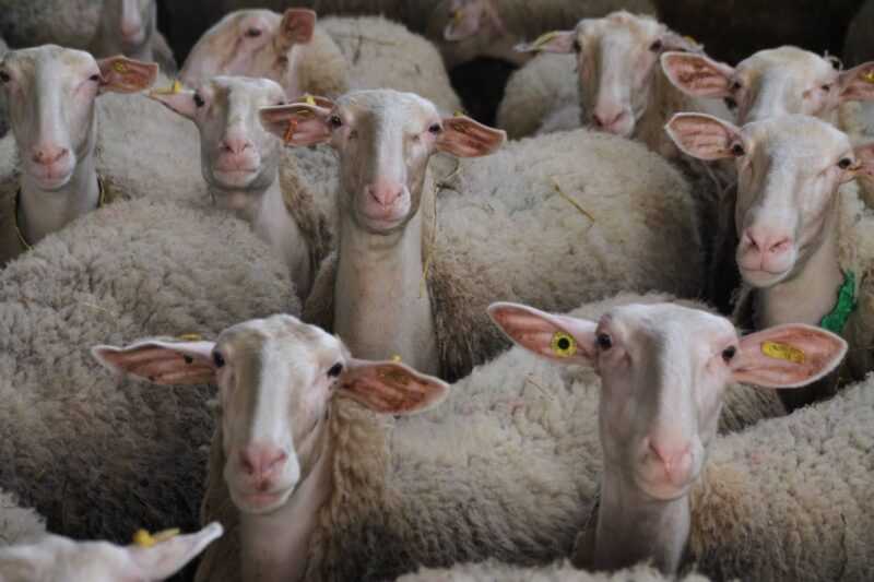 Πρόβατα Arabi: χαρακτηριστικά, προέλευση, χρήσεις και πληροφορίες της φυλής
