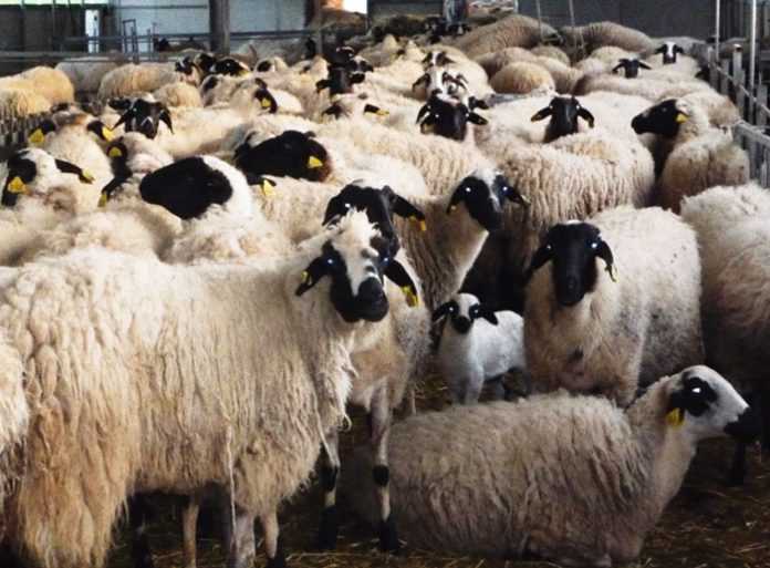 Πρόβατα Lacaune: χαρακτηριστικά, προέλευση, χρήσεις και πληροφορίες της φυλής