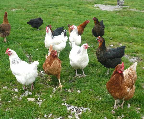 Πώς να αναγνωρίσετε τα κοτόπουλα: Ένας αρχικός οδηγός για την αναγνώριση των κοτόπουλων