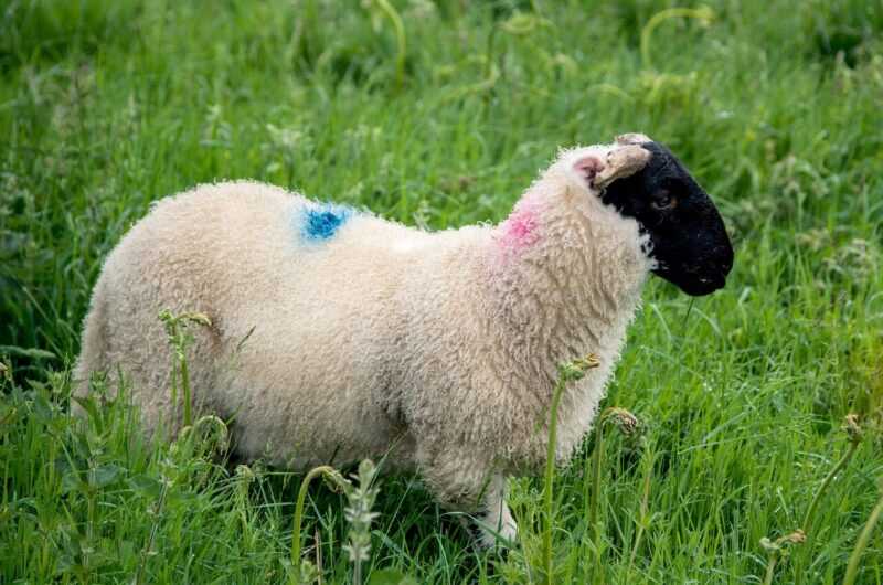 Σκωτσέζικα πρόβατα Blackface: χαρακτηριστικά φυλής, χρήσεις και πληροφορίες
