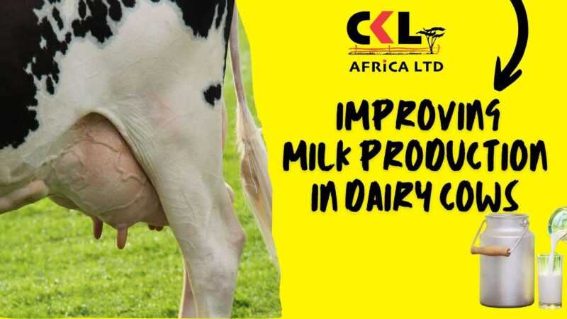 Dairy Cattle Raising: Πώς να μεγαλώσετε γαλακτοπαραγωγικές αγελάδες (Αρχικός οδηγός)
