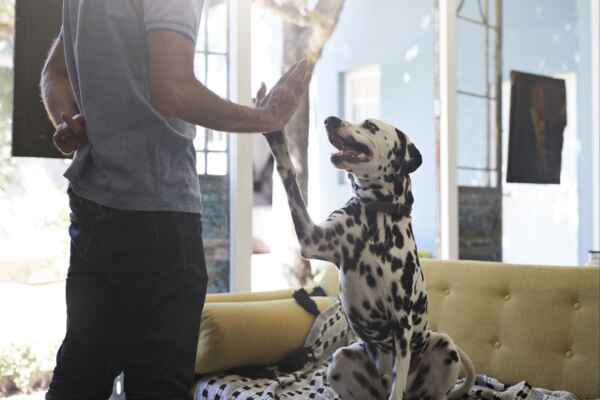 13 ideas de negocios basadas en mascotas para todos los amantes de las mascotas