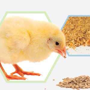 Cómo convertirse en un distribuidor de alimentos para ganado: suministro de aves de corral, aditivos para alimentos y aditivos