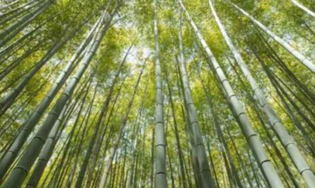 Cómo iniciar un negocio de cultivo de bambú