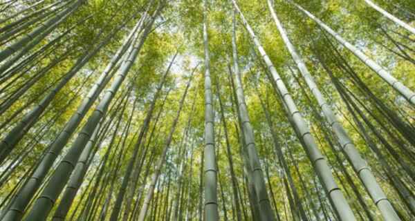 Cómo iniciar un negocio de cultivo de bambú