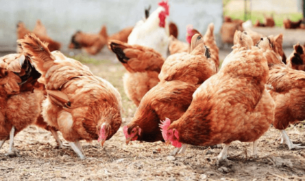 Cómo iniciar una avicultura en Nigeria