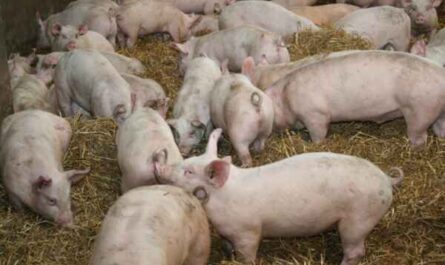 Cómo iniciar una cría de cerdos en Nigeria
