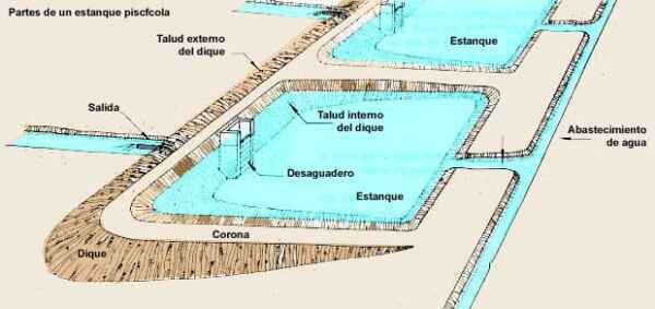 Costo de construcción de estanques de peces: estructuras de tierra y hormigón