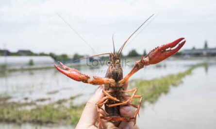 Ejemplo de plan comercial de cría de cangrejos de río