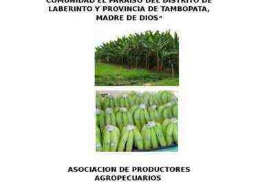 Ejemplo de plan de negocios para cultivar plátano
