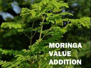 Ejemplo de plan de negocios para el cultivo de la plantación de Moringa