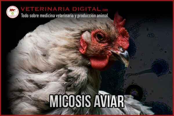 Enfermedades bacterianas, fúngicas y virales de las aves de corral: síntomas, diagnóstico y tratamiento.