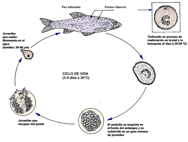 Enfermedades y tratamientos del bagre tropical: bacteriano, viral, parasitario y fúngico