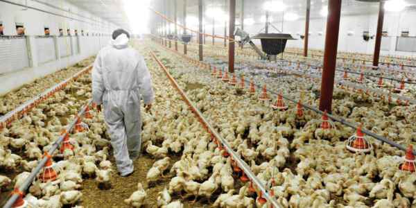 ¿Es rentable la avicultura?
