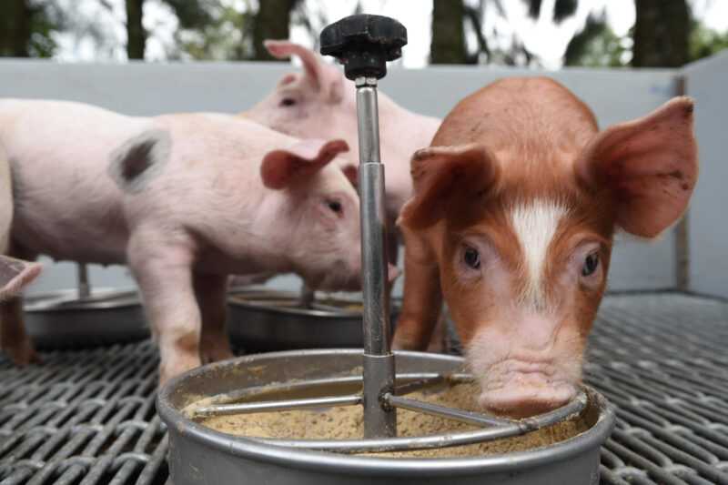 ¿Es rentable la cría de cerdos?  Hechos establecidos