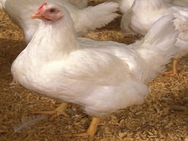 hur man startar ett kycklinguppfödningsföretag, startar ett kycklingodlingsföretag, startar ett kycklingodlingsföretag, fjäderfäodling, fjäderfäfrågor, fjäderfäfrågor, fjäderfäfrågor, fjäderfäfrågor, frågor och svar om fjäderfäodling