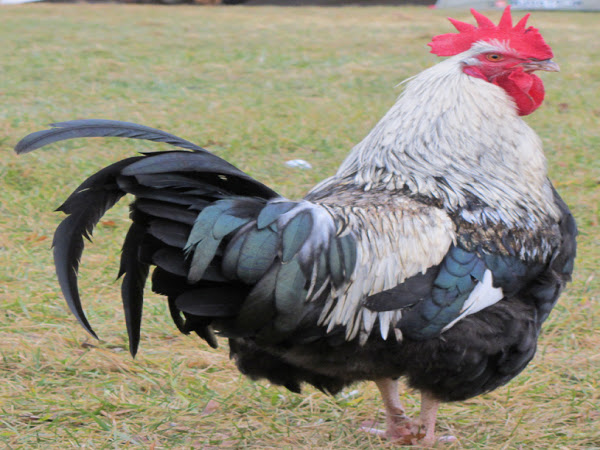 razas de aves de corral inglesas, dorking, pollo dorking, foto de pollo dorking, foto de pollo dorking