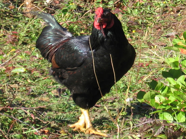 razas de aves de corral inglesas, de Cornualles, pollo de Cornualles, foto de pollo de Cornualles, foto de pollo de Cornualles