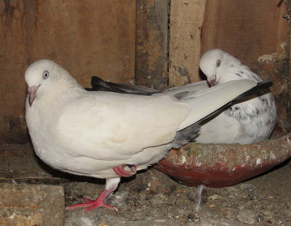 crianza de palomas, crianza de palomas, imagen de paloma, imagen de paloma blanca, paloma blanca