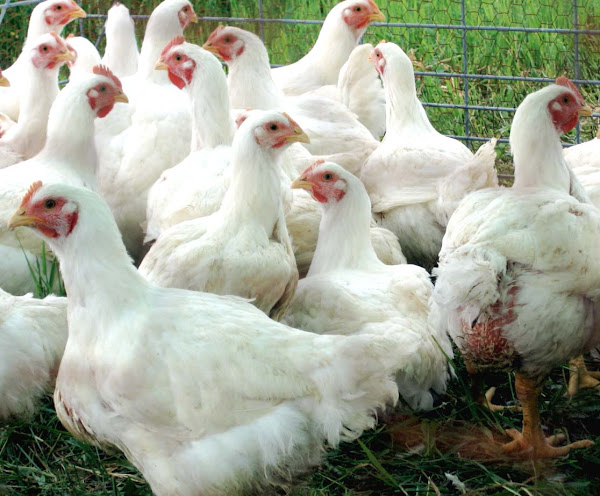 criar pollos para carne, criar pollos para carne en casa, criar pollos para carne, cómo criar pollos para carne