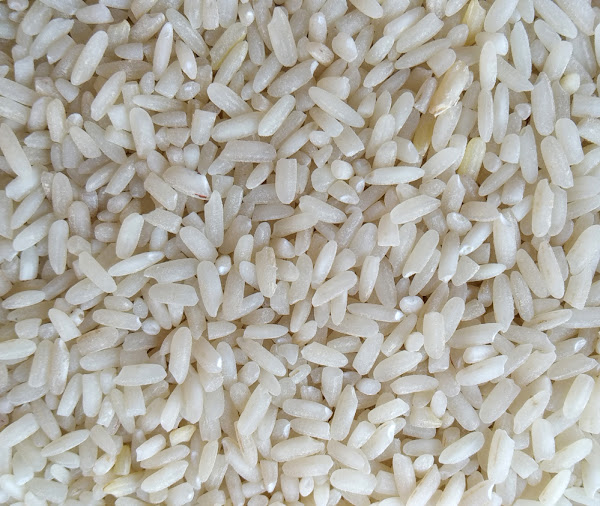 arroz, cultivo de arroz, cultivo comercial de arroz, cultivo de arroz, cultivo comercial de arroz, guía para el cultivo de arroz, cultivo de arroz con fines de lucro, negocio de cultivo de arroz, cultivo de arroz comercial, cómo se cultiva el arroz