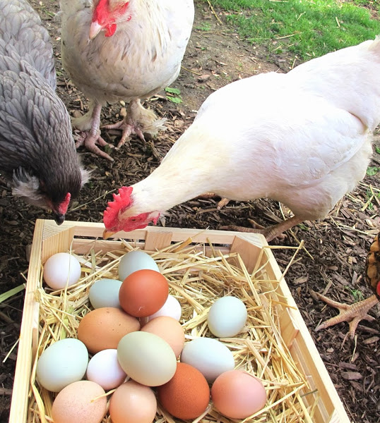 laying hens, laying hens eating their eggs, how to stop laying hens eating their eggs