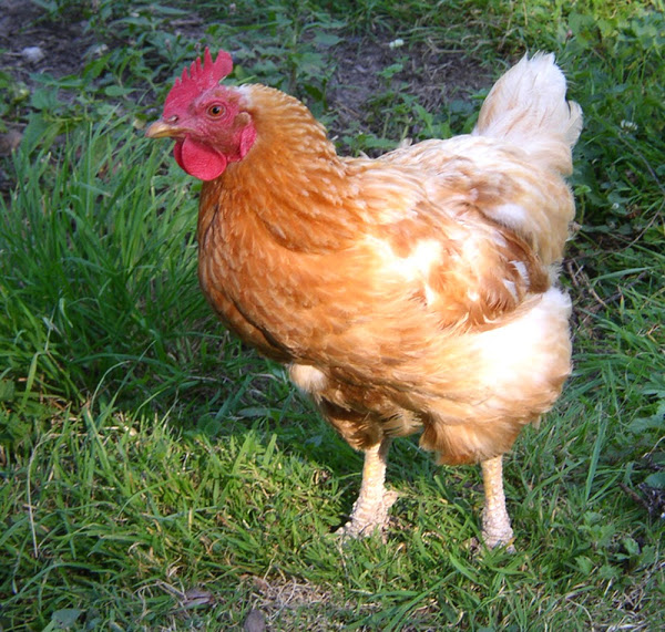 identify sick chicken, how to identify sick chicken, how to identify sick chickens, identifying sick chicken, how to tell if a chicken is sick