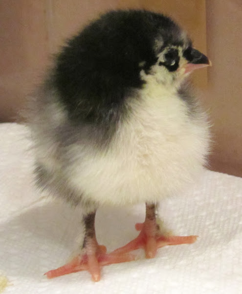 raising chickens from day old chicks, how to raise chickens from day-old chicks, how to raise day old chicks