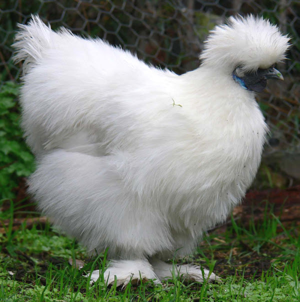 caring for silkie chickens, caring silkie chickens, how to care for silkie chickens, silkie chicken care