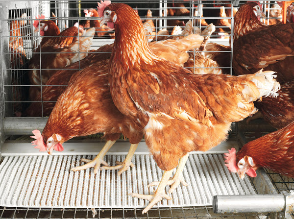 how to start chicken farming business, start chicken farming business, starting a chicken farming business, poultry farming, poultry farming faq, faq of poultry farming, frequently asked question of poultry farming, poultry farming questions, poultry farming questions and answers