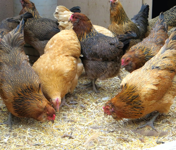 laying hens, laying hen feed, feeding laying hens, what to feed hens, what to feed laying hens