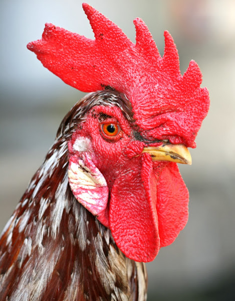 roosters, rooster coxcomb, what is rooster coxcomb, functions of rooster coxcomb and wattles, functions of combs and wattles in roosters and chickens