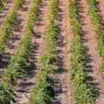 Agricultura de Turquía en Dindon Rouge des Ardennes: Guía para principiantes