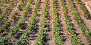 Agricultura de Turquía en Dindon Rouge des Ardennes: Guía para principiantes