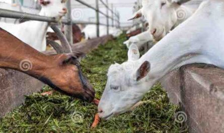 Alimentación de cabras de carne: guía completa de alimentación de cabras para principiantes