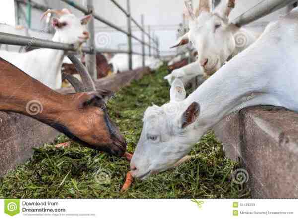 Alimentación de cabras de carne: guía completa de alimentación de cabras para principiantes