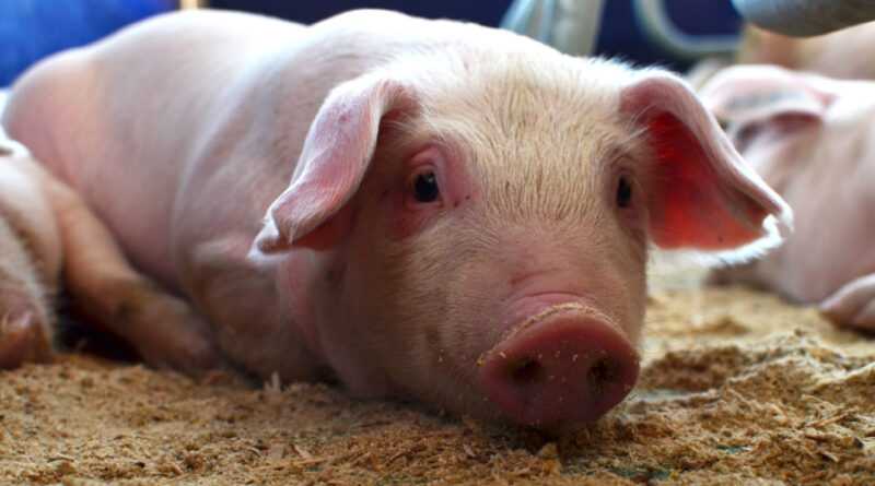 Alimentación de cerdos: Cómo alimentar a los cerdos (Guía para principiantes)