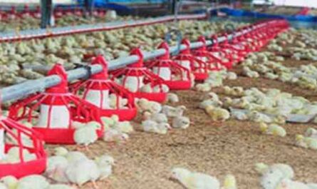 Alojamiento para pollos de engorde: cómo construir un refugio para pollos de carne