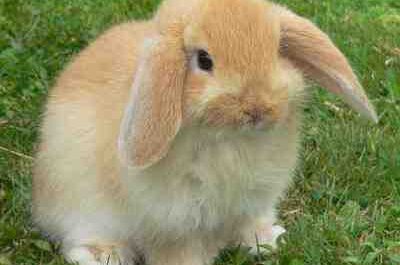 American Fuzzy Lop Rabbit: características, usos e información de raza completa